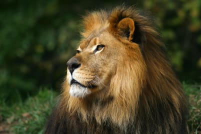 South African Big 5 Safari From £3299pp >